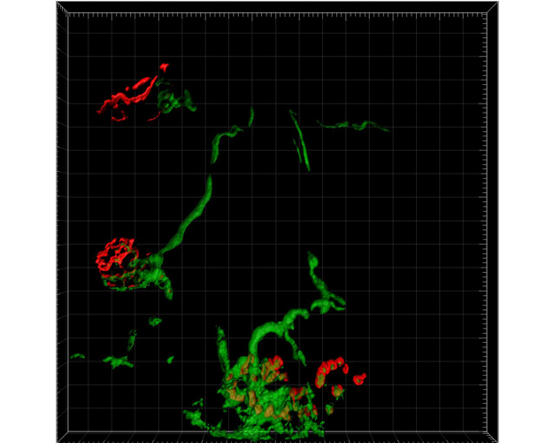 Imaris modelization - Mouse neuromuscular junction NMJ