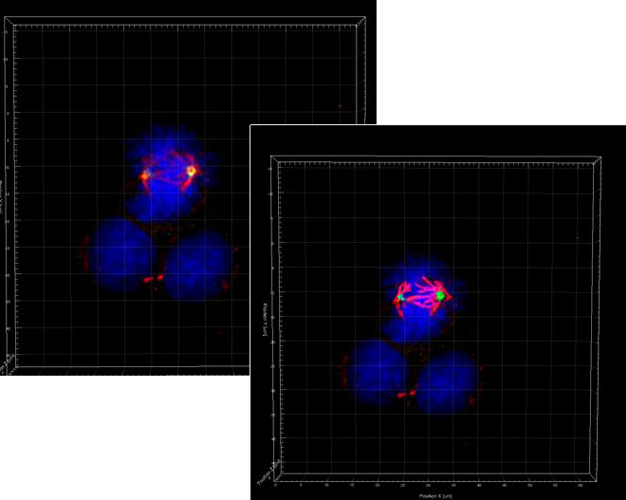 Imaris modelization - 293T cells
