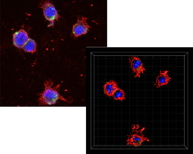 Imaris modelization - K989 murine pancreatic cancer cells