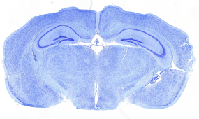 Mouse brain paraffin section