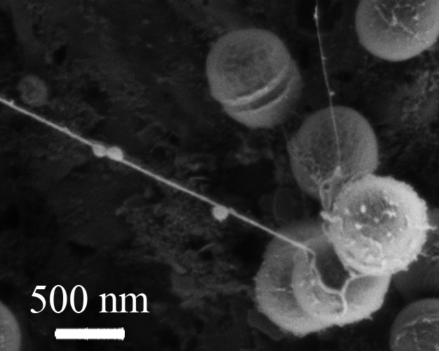 Bacteria, forming microcolonies and communicating