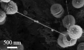 Bacteria, forming microcolonies and communicating