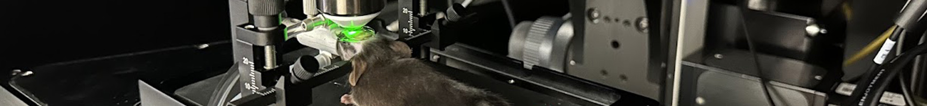 Bruker Ultima 2-Photon Plus